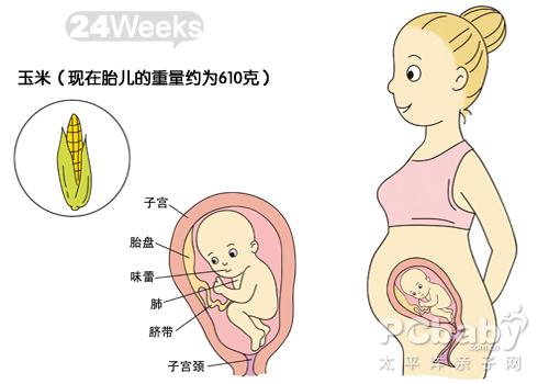 【怀孕24周】怀孕24周胎儿图 24周胎动要注意什么